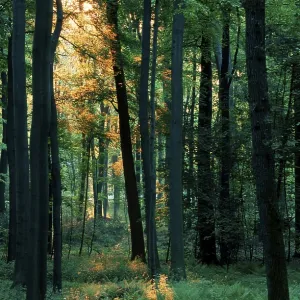 Deciduous forest on a spring morning (Europe) (backlight) (green) (vertical) (landscapes) (landscapes) Deciduous forest on a spring morning (Europe) (backlight) (green) (vertical) (landscapes) (landscapes)