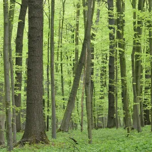 Deciduous forest in springtime with wood anemones (Anemone nemorosa)