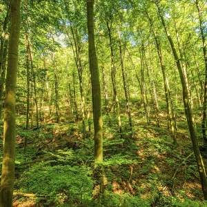 Deciduous forest in summer, Jena Deciduous forest in summer, Jena
