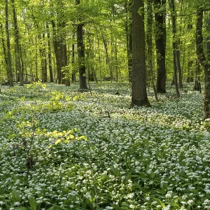 A deciduous forest with white flowering ramson (Allium ursinum) in spring in the evening sun A deciduous forest with white flowering ramson (Allium ursinum) in spring in the evening sun