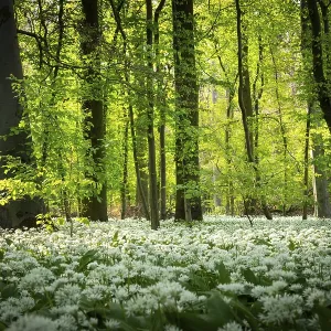 A deciduous forest with white flowering ramson (Allium ursinum) in spring in the evening sun A deciduous forest with white flowering ramson (Allium ursinum) in spring in the evening sun