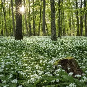 Deciduous Forest Print with Ramson in Evening Sun