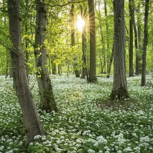 A deciduous forest with white flowering ramson (Allium ursinum) in spring in the evening sun with a sun star