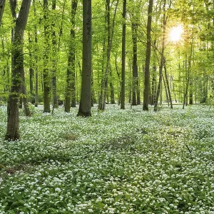 A deciduous forest with white flowering ramson (Allium ursinum) in spring in the evening sun with a sun star