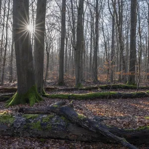 Deciduous forest in winter, deadwood overgrown with moss