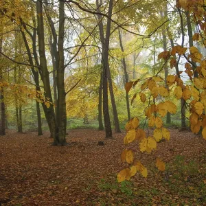 Deciduous Forest Autumn Print, Borken, Germany