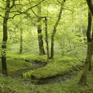 Deciduous woodland habitat with stream Deciduous woodland habitat with stream