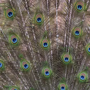 Decorative plumage of the peacock (P) Decorative plumage of the peacock (P)