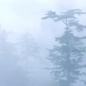 Deep fog in natural woodland. pine tree in the forest