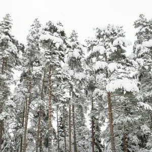 Deep snow-covered pine forest, near Jonkoping Deep snow-covered pine forest, near Jonkoping