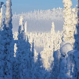 Deep snow-covered spruce forest (Norway spruce)