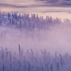 Deep snow-covered spruce forest (Norway spruce)