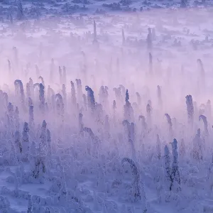 Deep snow-covered spruce forest (Norway spruce)