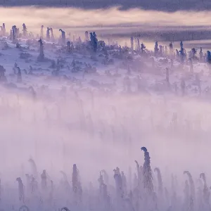 Deep snow-covered spruce forest (Norway spruce)