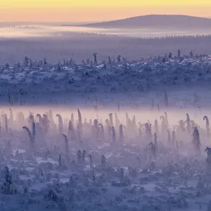 Deep snow-covered spruce forest (Norway spruce)