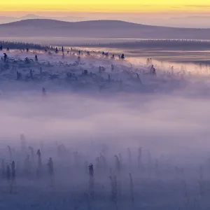 Deep snow-covered spruce forest (Norway spruce)