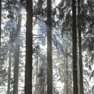 Deep snow-covered spruce forest with sunbeams against the light