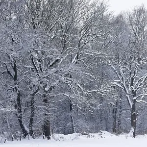 Deep snowy winter landscape with snow-covered trees on the edge of the forest