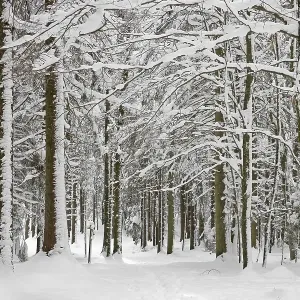 Deeply snowy fir and beech forest Deeply snowy fir and beech forest
