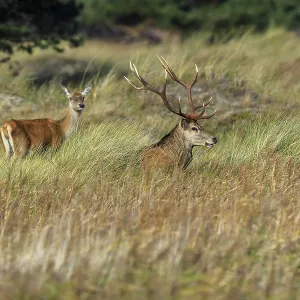 Two deer with antlers in the tall grass of a forest clearing