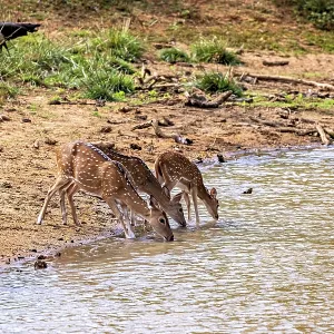 Three deer bend down to drink at a small natural water reservoir Three deer bend down to drink at a small natural water reservoir