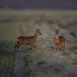 Deer (Capreolus capreolus), Emsland