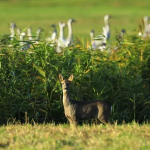 A deer in a grassy landscape with bamboo in the background and twilight