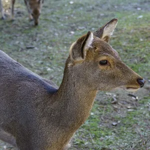 Deer on green grass near another animal