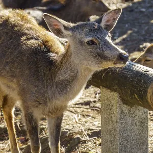 A deer is leaning against a wooden border