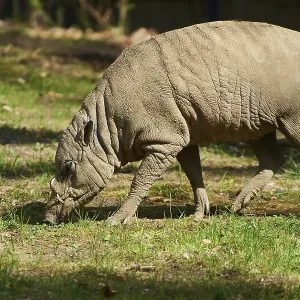 Deer-pigs (Ibabi rusa) walking on the ground