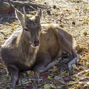 A deer resting in partial shade on the leafy ground