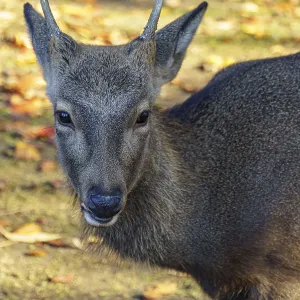 A deer with small horns looks out of an autumn environment