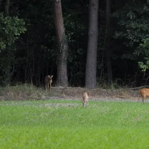 Deer standing in a field at the edge of the Wad