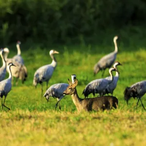 A deer stands on a green field surrounded by several cranes under sunny skies