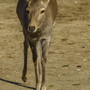 Deer walks dynamically towards the camera on sandy ground