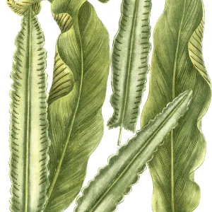 Deertongue fern, lingua cervina