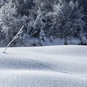 Un rameau délicat émerge d'un manteau de neige immaculé, projetant une ombre longue et douce dans la Géorgie Le soleil éclaire le paysage enneigé contre un fond de arbres givrés Un rameau délicat émerge d'un manteau de neige immaculé, projetant une ombre longue et douce dans la Géorgie Le soleil éclaire le paysage enneigé contre un fond de arbres givrés