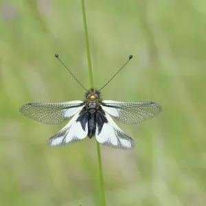 A delicate dragonfly with black and white wings resting on a green stem against a blurred green background A delicate dragonfly with black and white wings resting on a green stem against a blurred green background