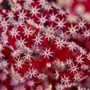 Delicate red and white star-shaped polyps of red knot fan (Melithaea ochracea) at close range Delicate red and white star-shaped polyps of red knot fan (Melithaea ochracea) at close range
