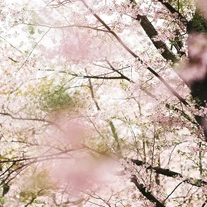 Zarte sakura-Blättchen schmücken Bäume in einem ruhigen japanischen Landschaft. Zarte sakura-Blättchen schmücken Bäume in einem ruhigen japanischen Landschaft.