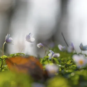 Delicate wood anemone (Anemonoides nemorosa) (Syn)