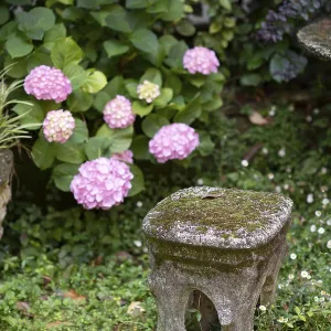 A delightful outdoor scene with pink hydrangeas A delightful outdoor scene with pink hydrangeas