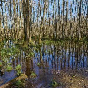Dense alluvial forest with a swampy area and sparse vegetation