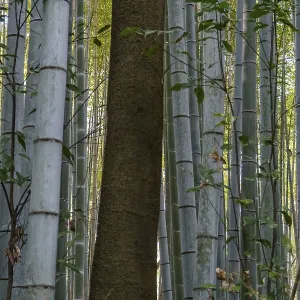 Dense bamboo forest with green trunks and a vertical tree in the middle