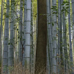 Dense bamboo forest with individual tall trees and undergrowth