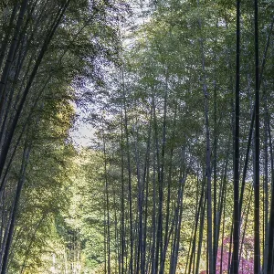 Dense bamboo forest with translucent canopy