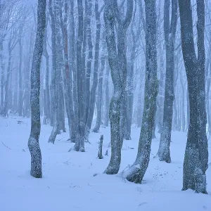 Dense bare trees in a snowy, foggy forest Dense bare trees in a snowy, foggy forest