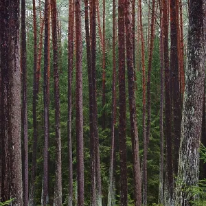 Densa agrupación de pinos rectos (pinus) en el bosque, notable por su altura y disposición densa Densa agrupación de pinos rectos (pinus) en el bosque, notable por su altura y disposición densa