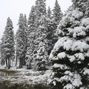 Forêt dense de conifères enneigée dans les Dolomites, Misurina, Italie du Sud Tyrol.
