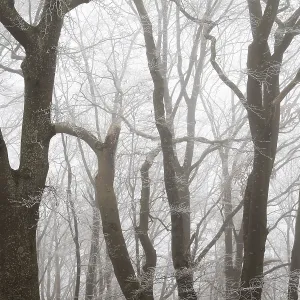 Dense foggy forest with bare wide tree trunks in winter Dense foggy forest with bare wide tree trunks in winter